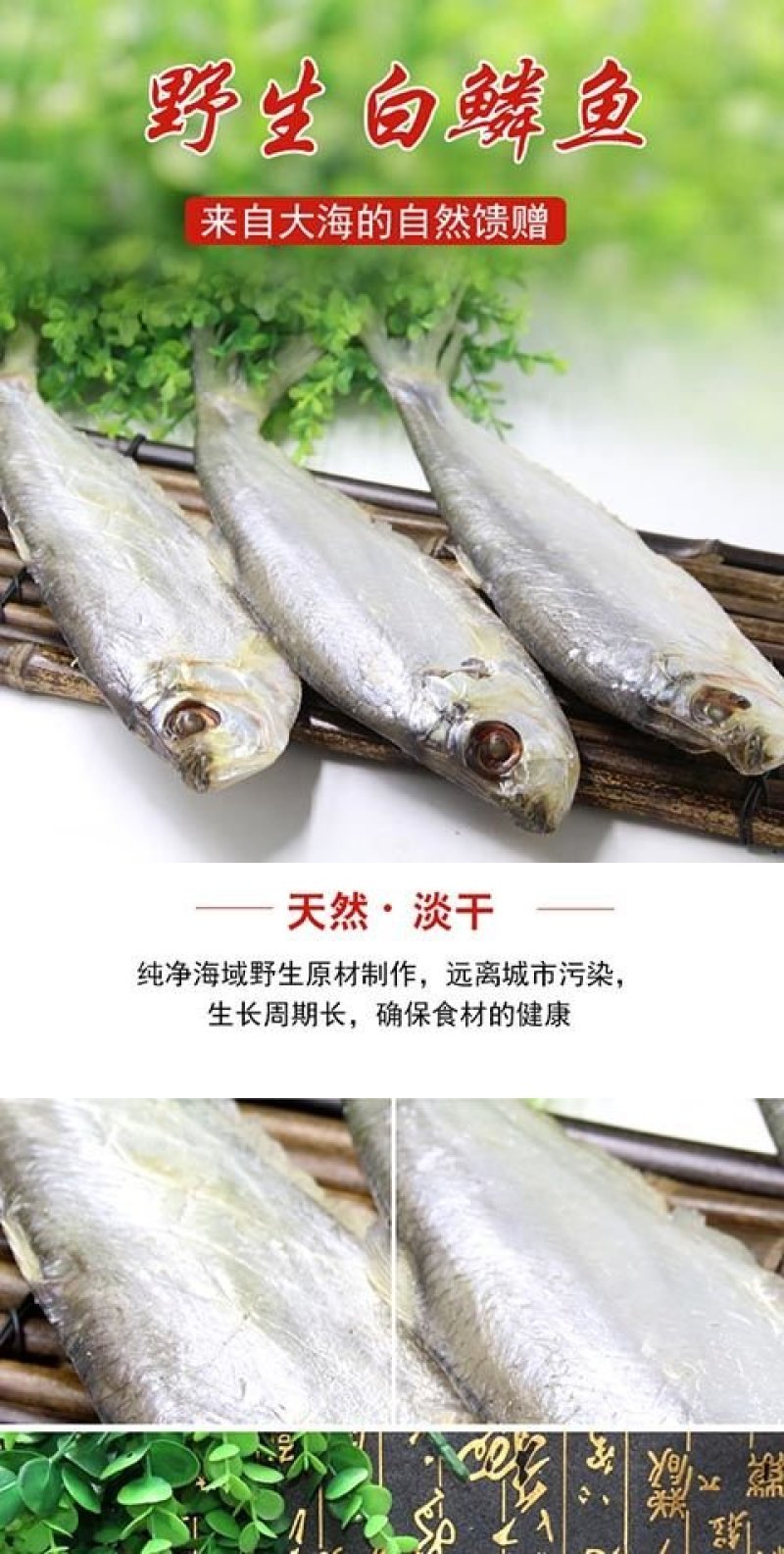 白磷鱼
