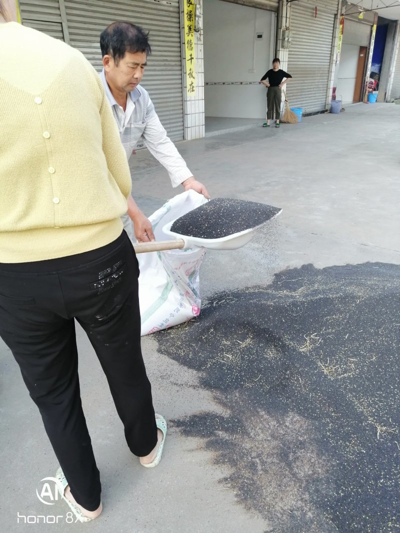 油菜籽，全干无架，筛选净货