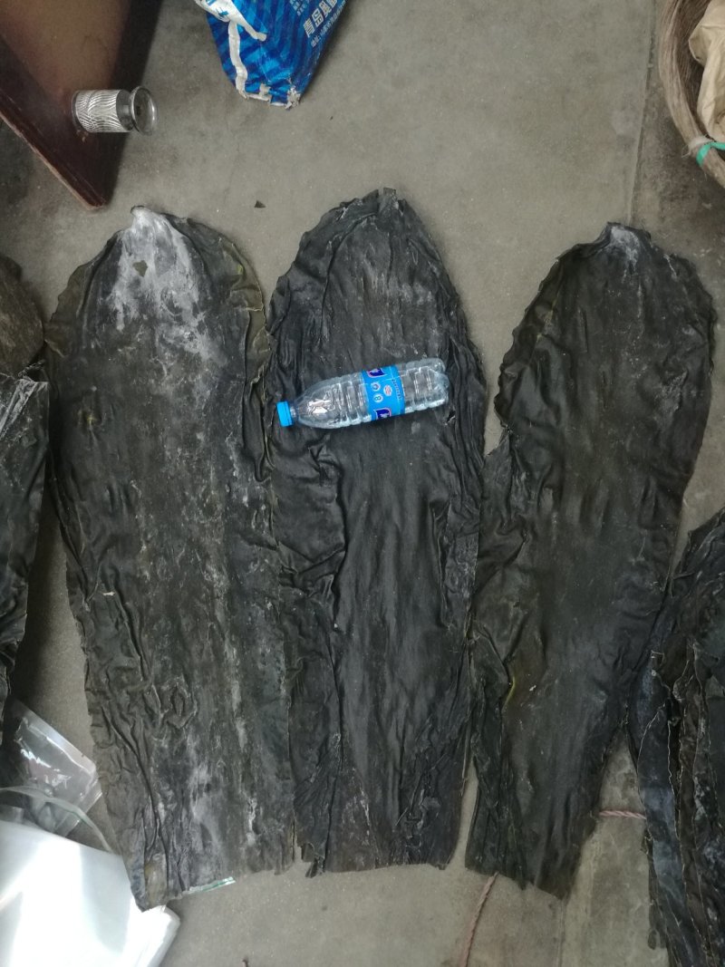 山东长岛淡干海带去边去尾出口一级，肉质厚，平整洁净