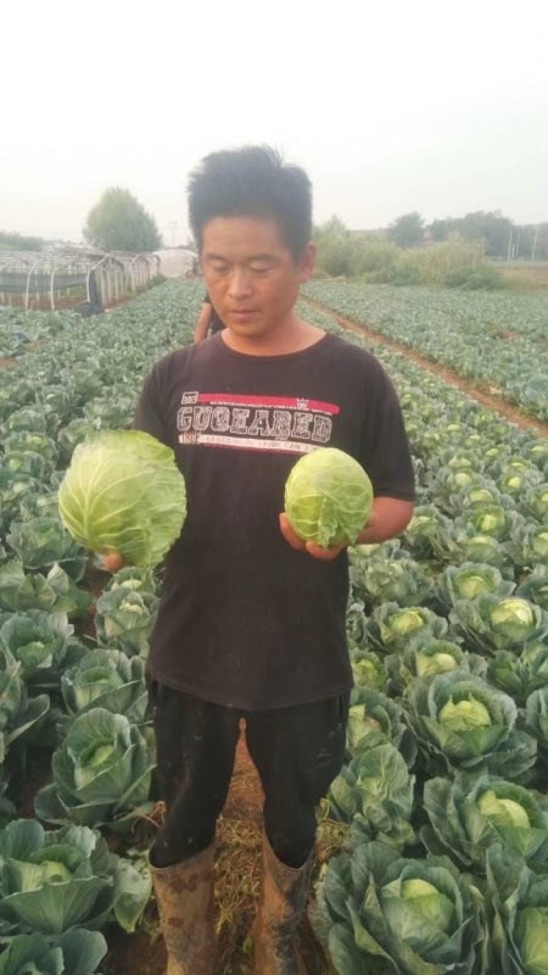 甘蓝上市球绿单球重1.5到2.5斤，绿层多，甜脆好吃，