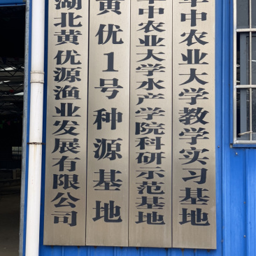 黄黄优壹号黄骨鱼鱼苗