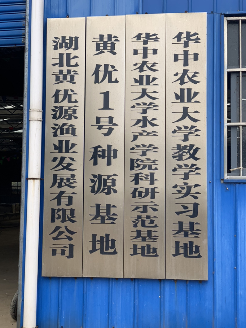 黄黄优壹号黄骨鱼鱼苗