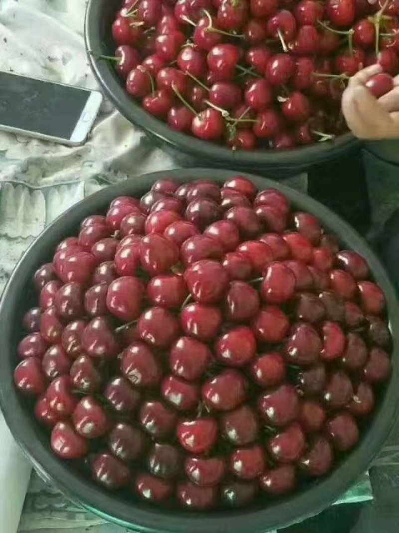 樱桃