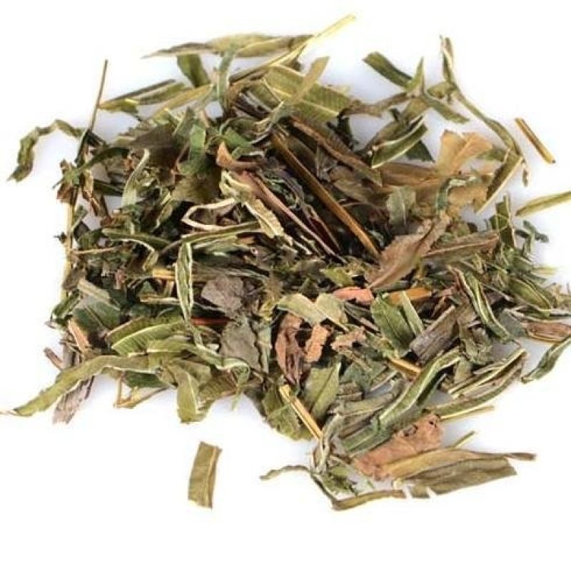 凤尾草鸡爪草凤尾七鸡脚草中药材