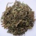 凤尾草鸡爪草凤尾七鸡脚草中药材