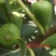 巴劳奈无花果，斯特拉无花果，华丽，春果，圣亚无花果