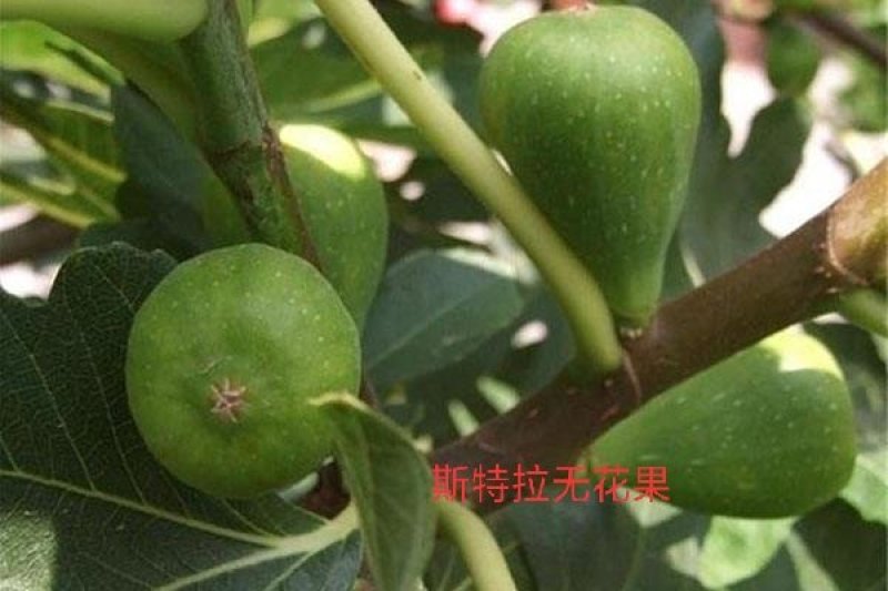 巴劳奈无花果，斯特拉无花果，华丽，春果，圣亚无花果