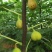 巴劳奈无花果，斯特拉无花果，华丽，春果，圣亚无花果