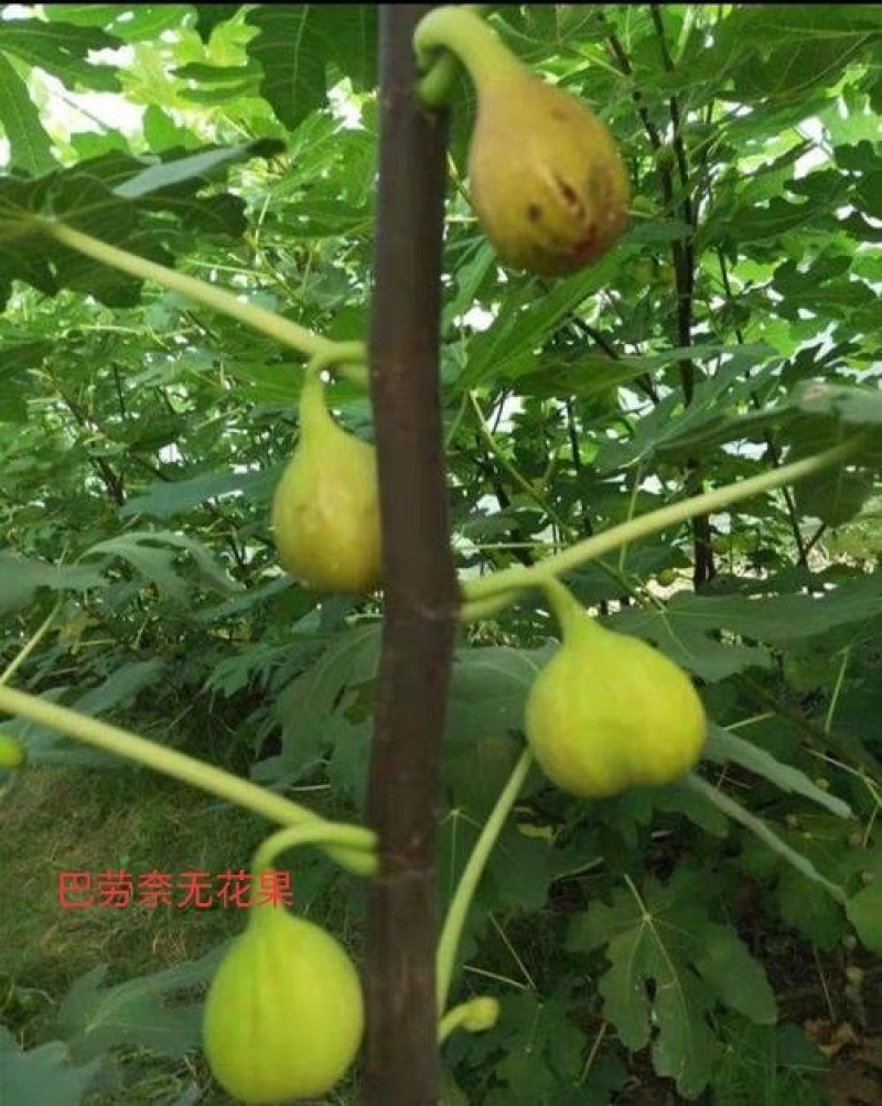 巴劳奈无花果，斯特拉无花果，华丽，春果，圣亚无花果