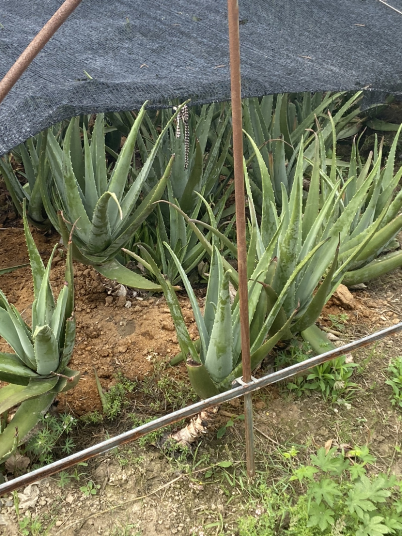 芦荟鲜叶芦荟颗粒半成品