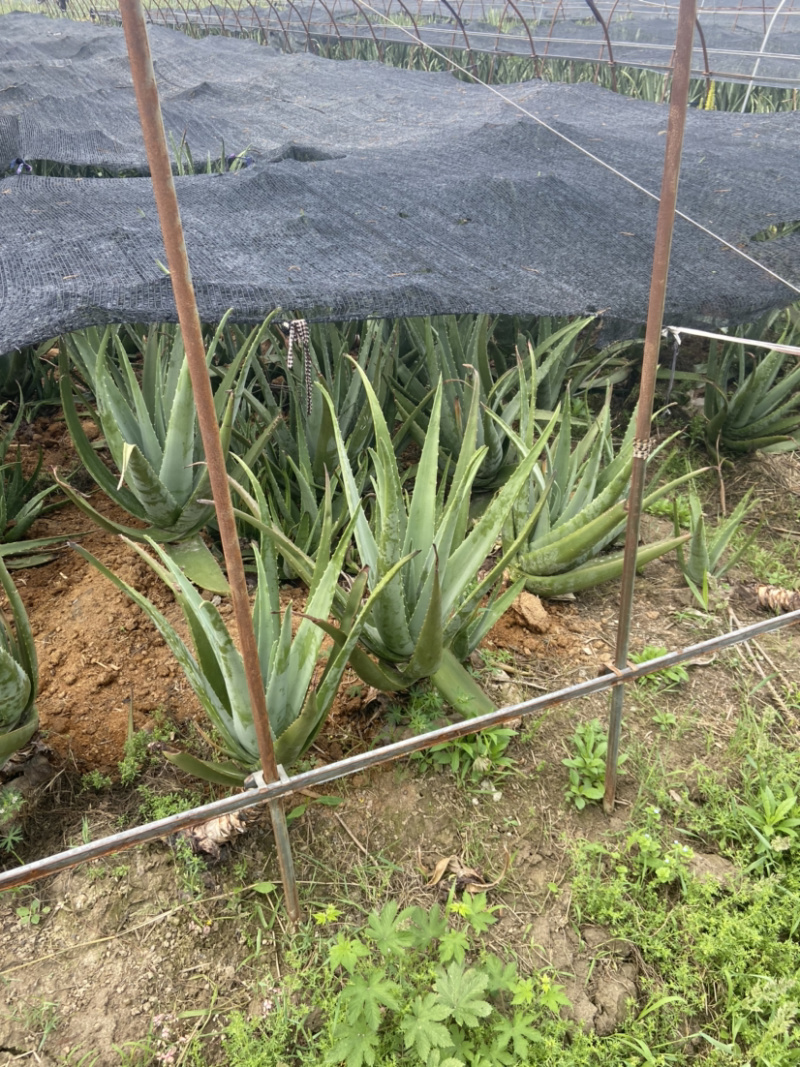 芦荟鲜叶芦荟颗粒半成品