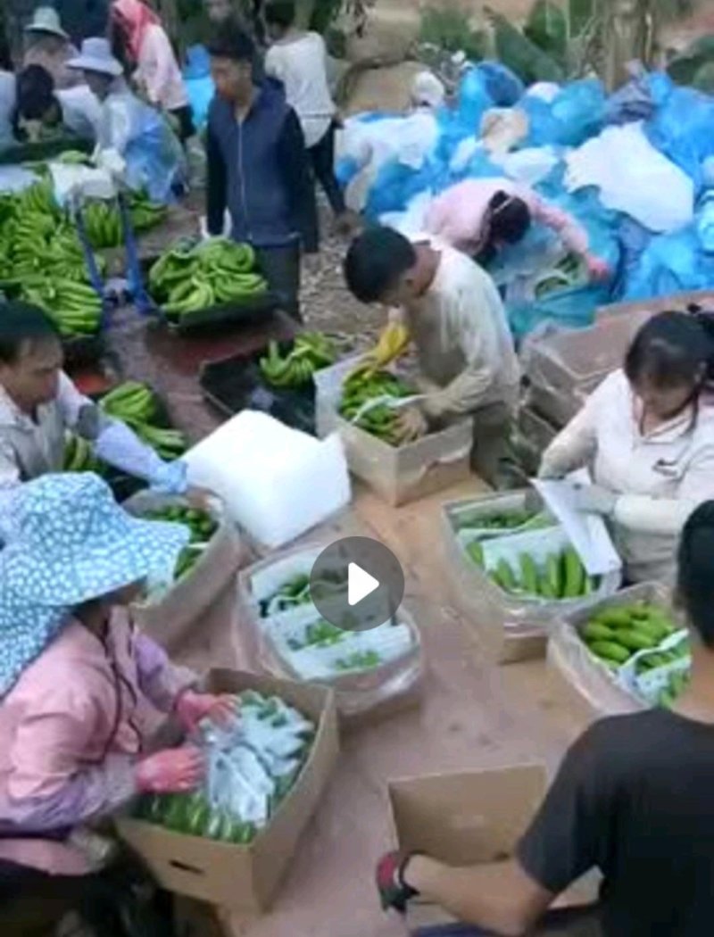 云南红河热谷优质基地焦