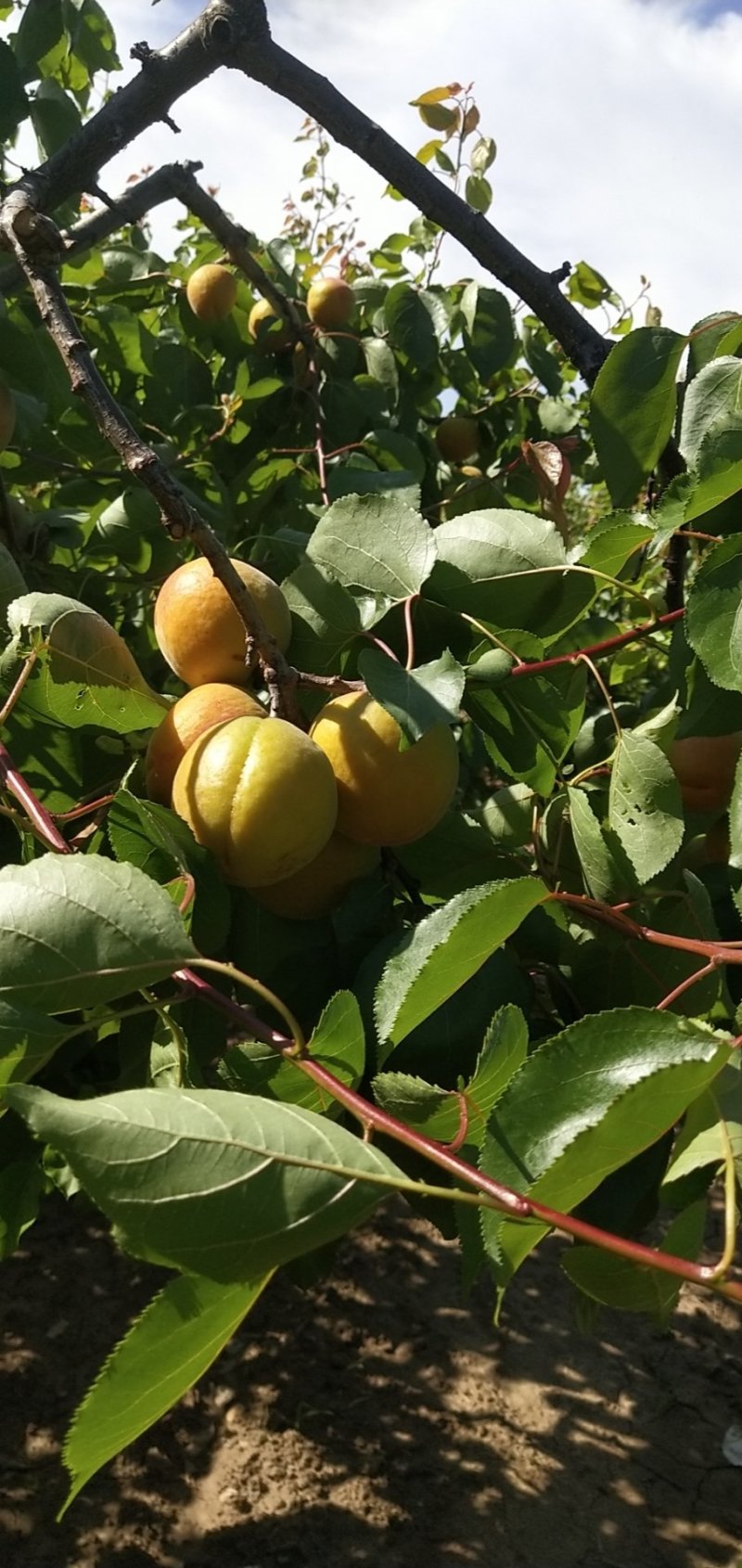 金太阳杏