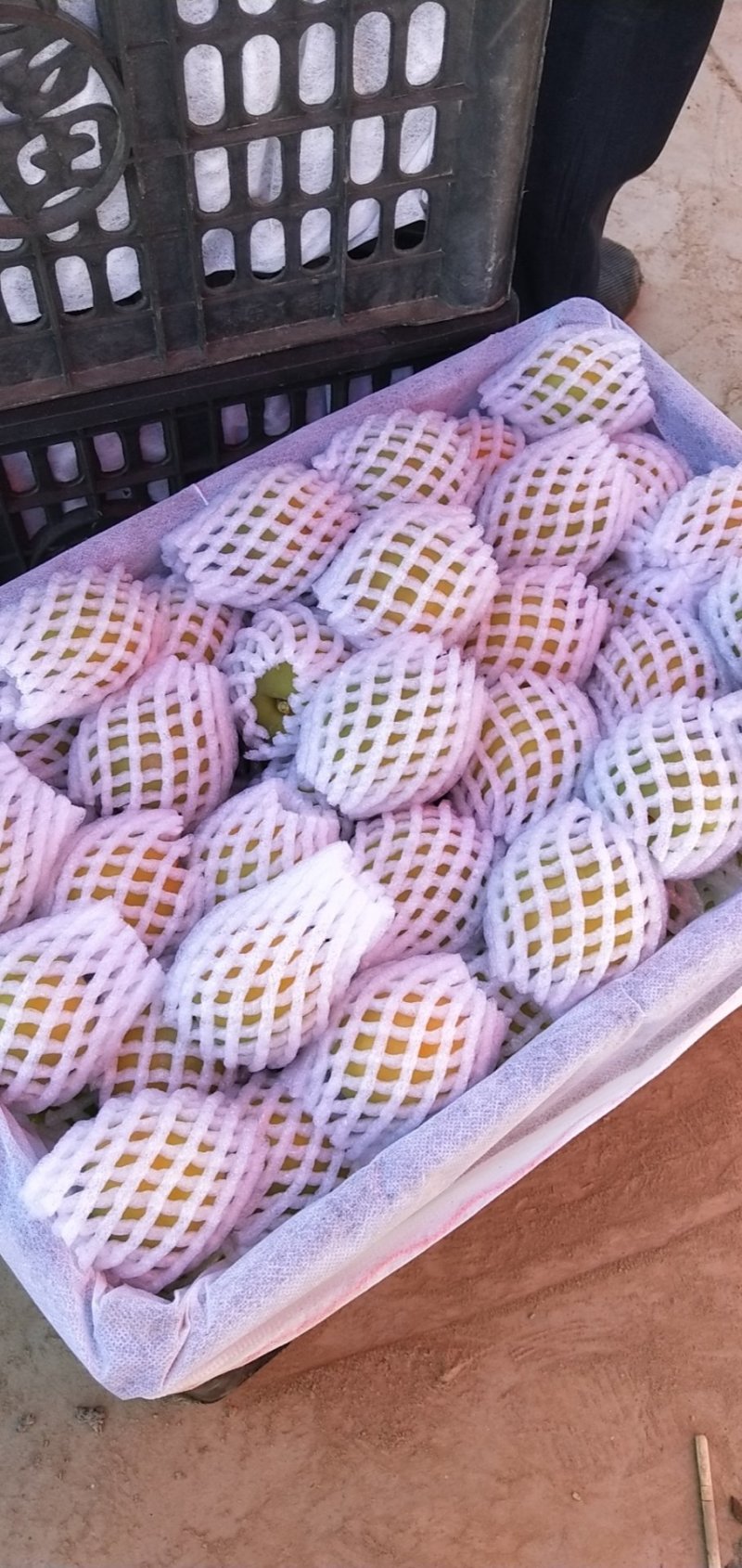 金太阳杏