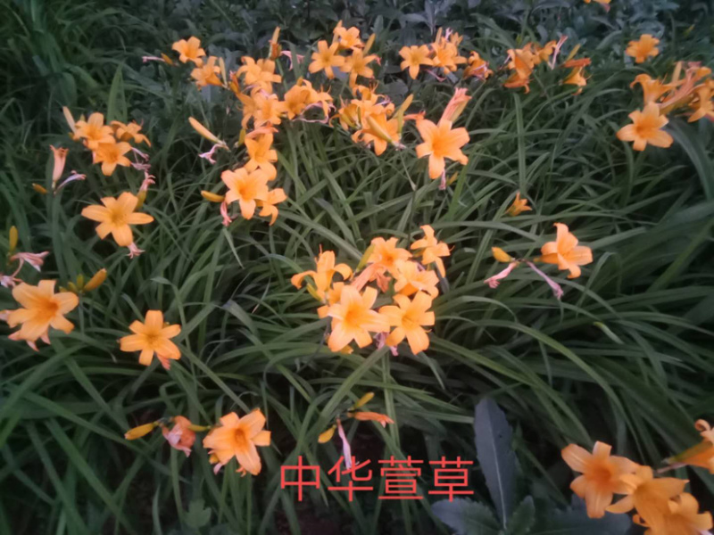 八宝景天，甘肃省定西市临洮县八宝景天荒山绿化抗寒抗旱