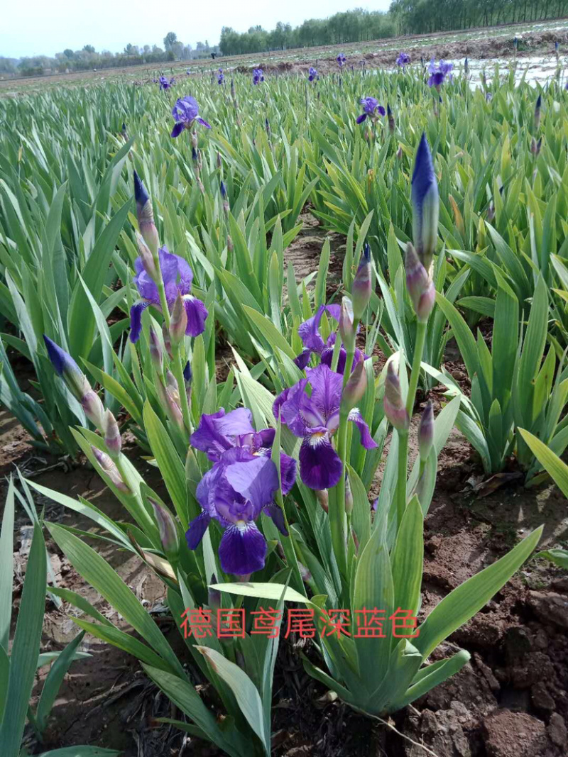 八宝景天，甘肃省定西市临洮县八宝景天荒山绿化抗寒抗旱