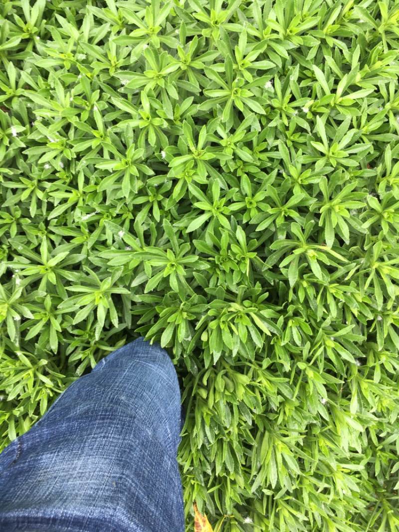 高钙菜、养心菜、救心菜、费菜，景天三七。