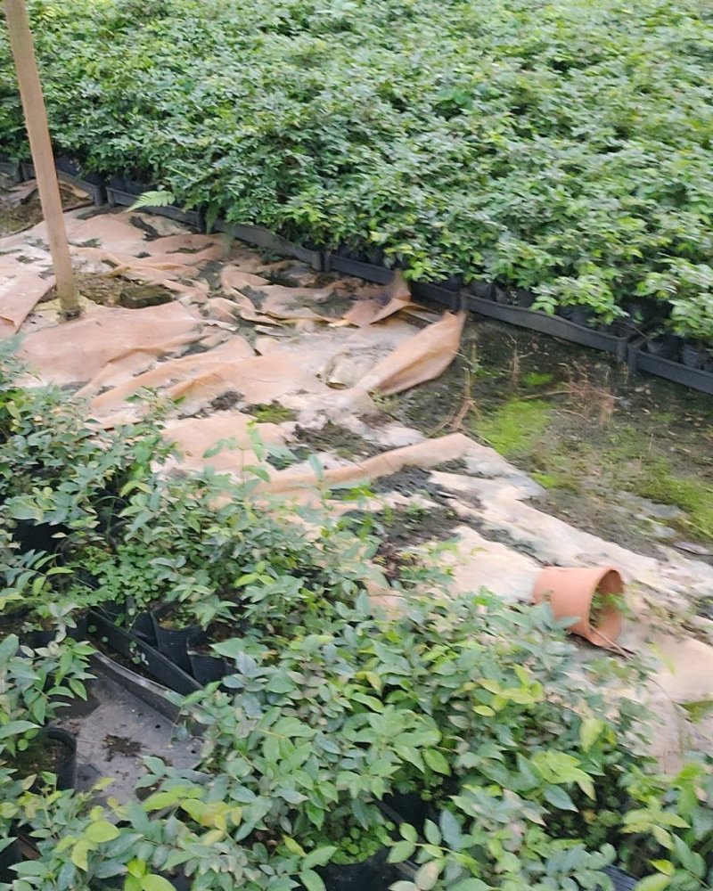 四季嘉宝果树苗红妃嘉宝果挂果早庭院盆栽果树苗