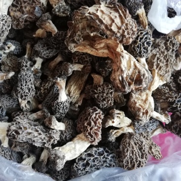 野生菌，羊肚蘑