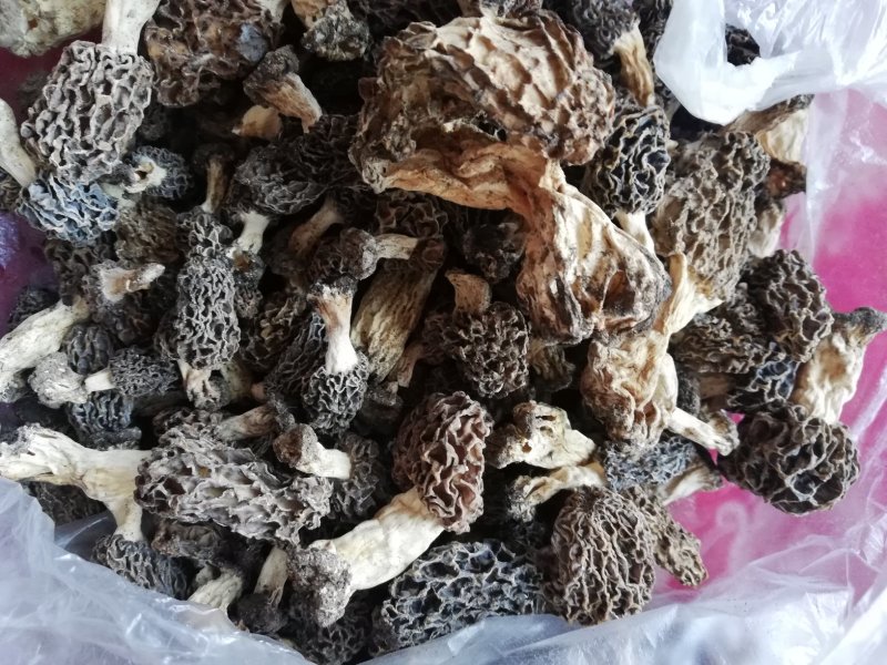 野生菌，羊肚蘑