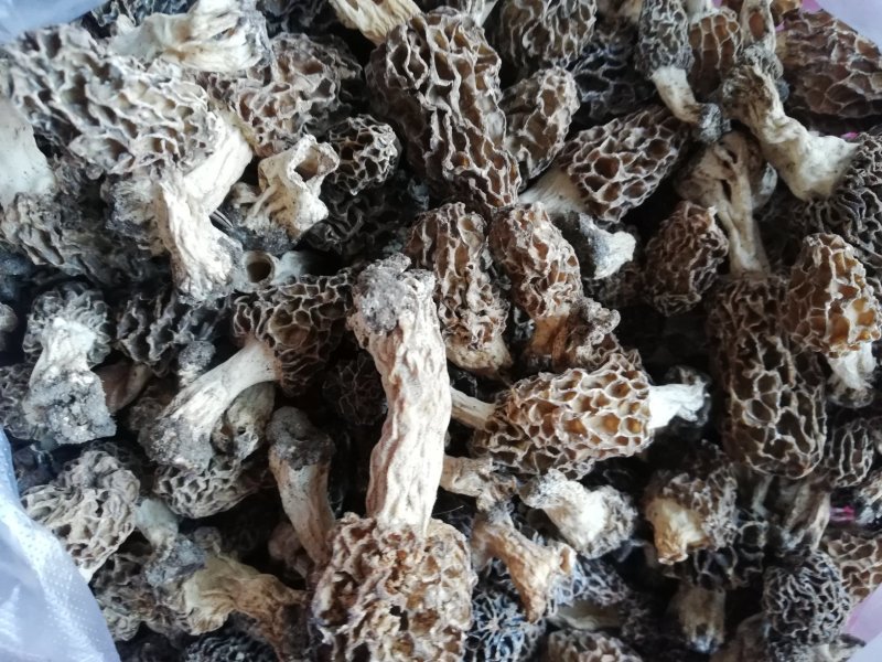 野生菌，羊肚蘑