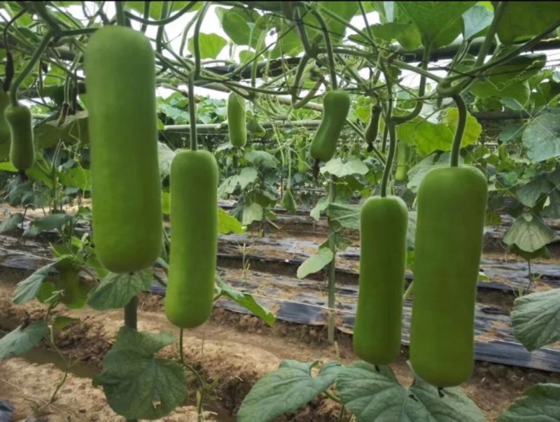 耐热抗病翠莹蒲瓜种子皮色油亮翠绿商品性佳