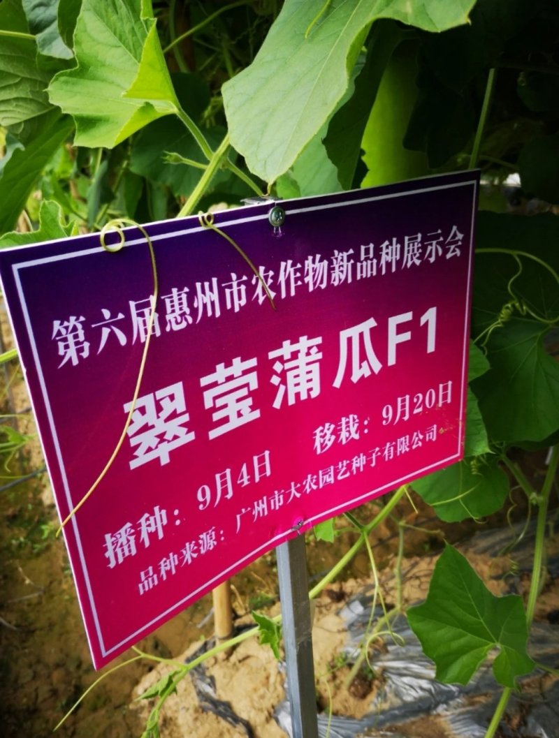 耐热抗病翠莹蒲瓜种子皮色油亮翠绿商品性佳