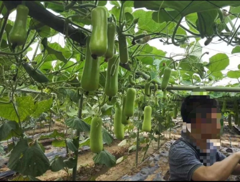 耐热抗病翠莹蒲瓜种子皮色油亮翠绿商品性佳
