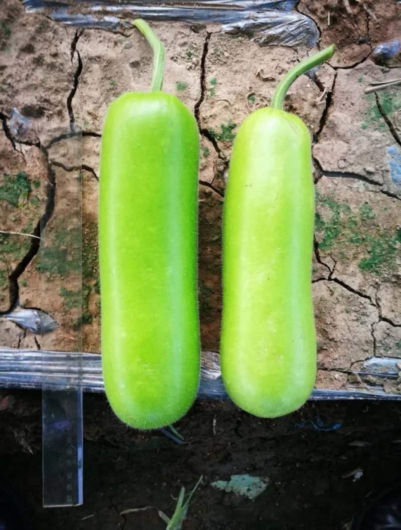 耐热抗病翠莹蒲瓜种子皮色油亮翠绿商品性佳