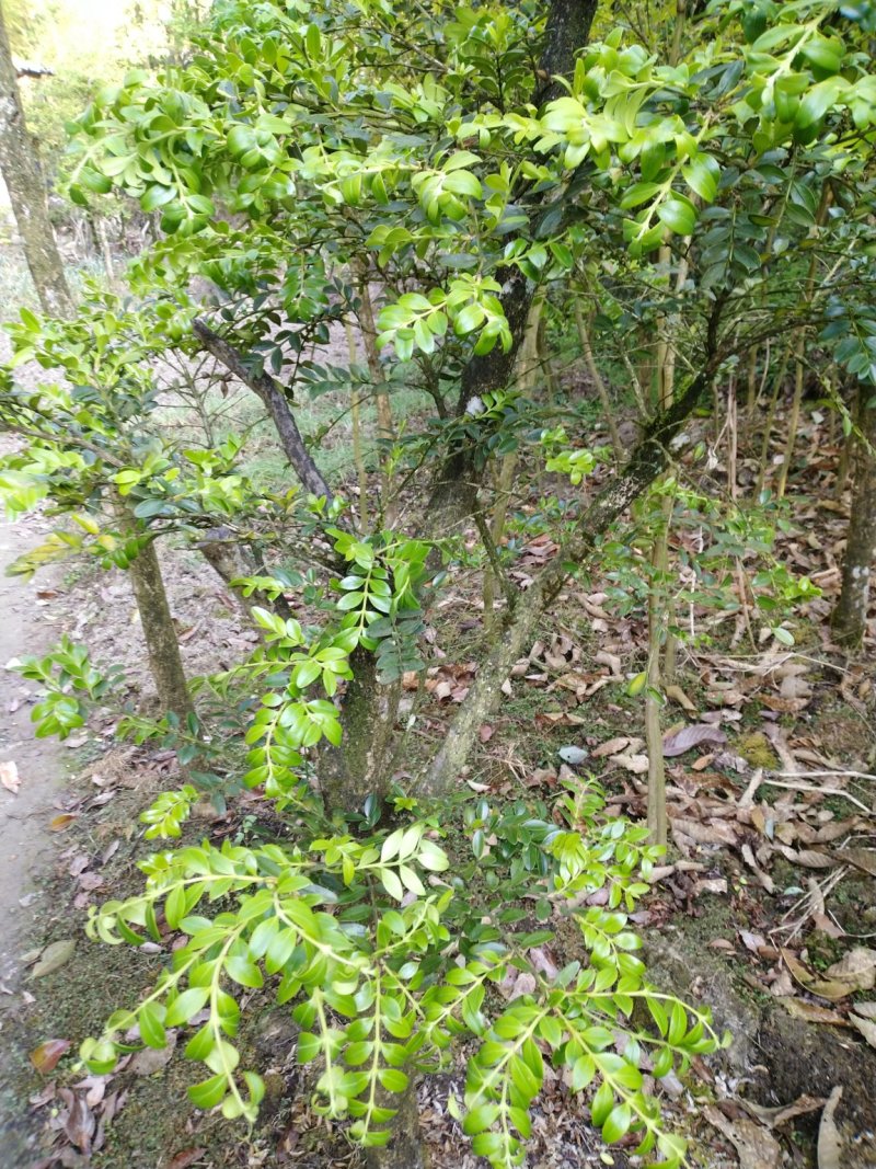 【推荐】高山瓜子黄杨，木质坚硬可做雕刻量大从优