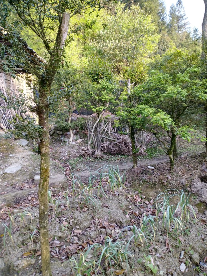 【推荐】高山瓜子黄杨，木质坚硬可做雕刻量大从优