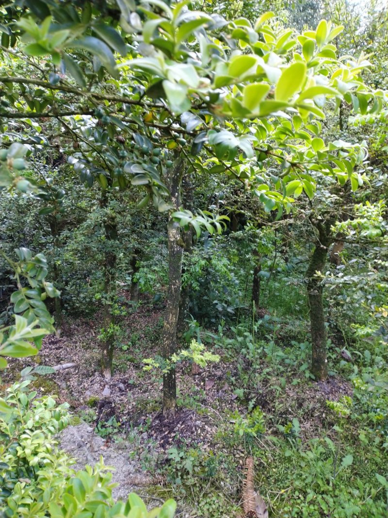【推荐】高山瓜子黄杨，木质坚硬可做雕刻量大从优