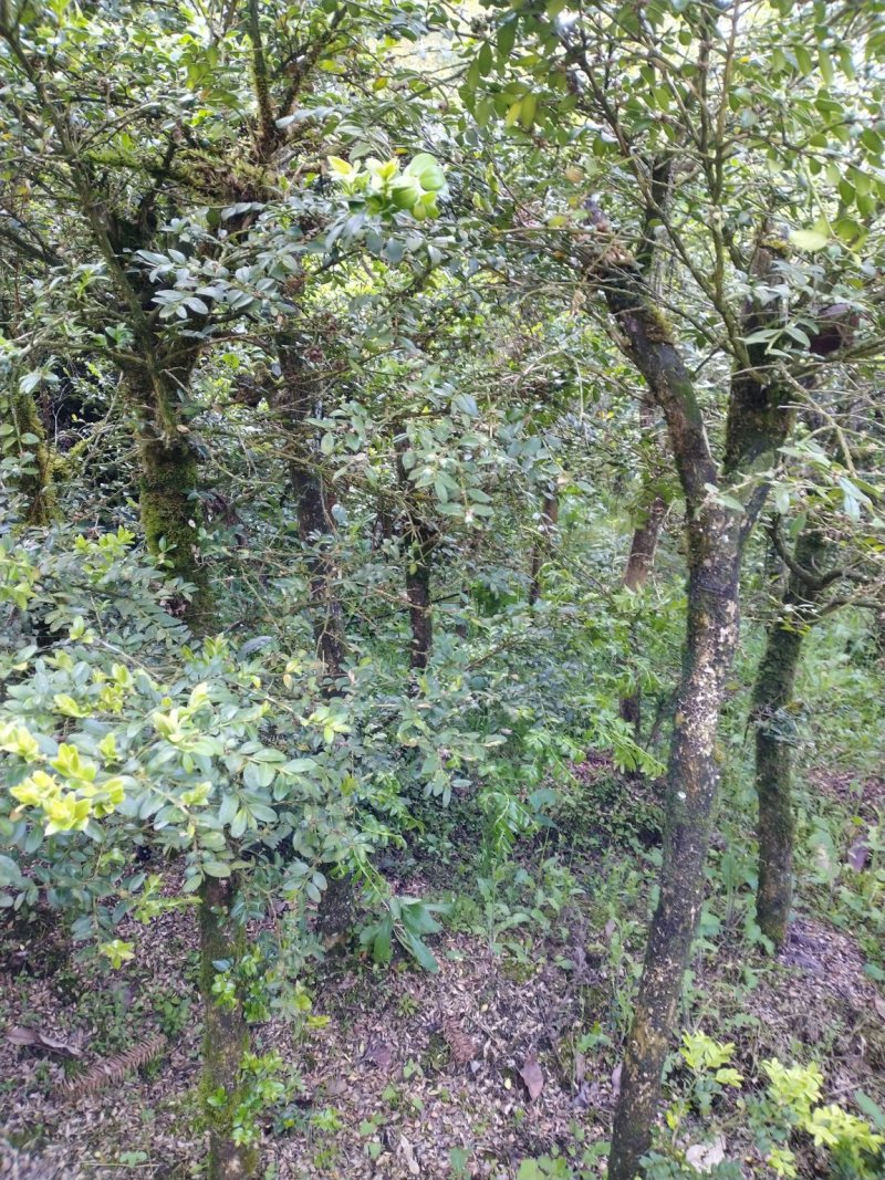 【推荐】高山瓜子黄杨，木质坚硬可做雕刻量大从优