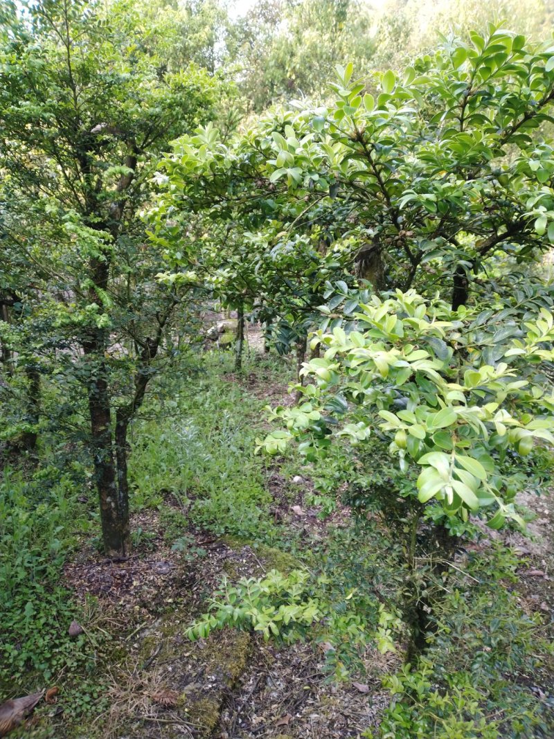 【推荐】高山瓜子黄杨，木质坚硬可做雕刻量大从优
