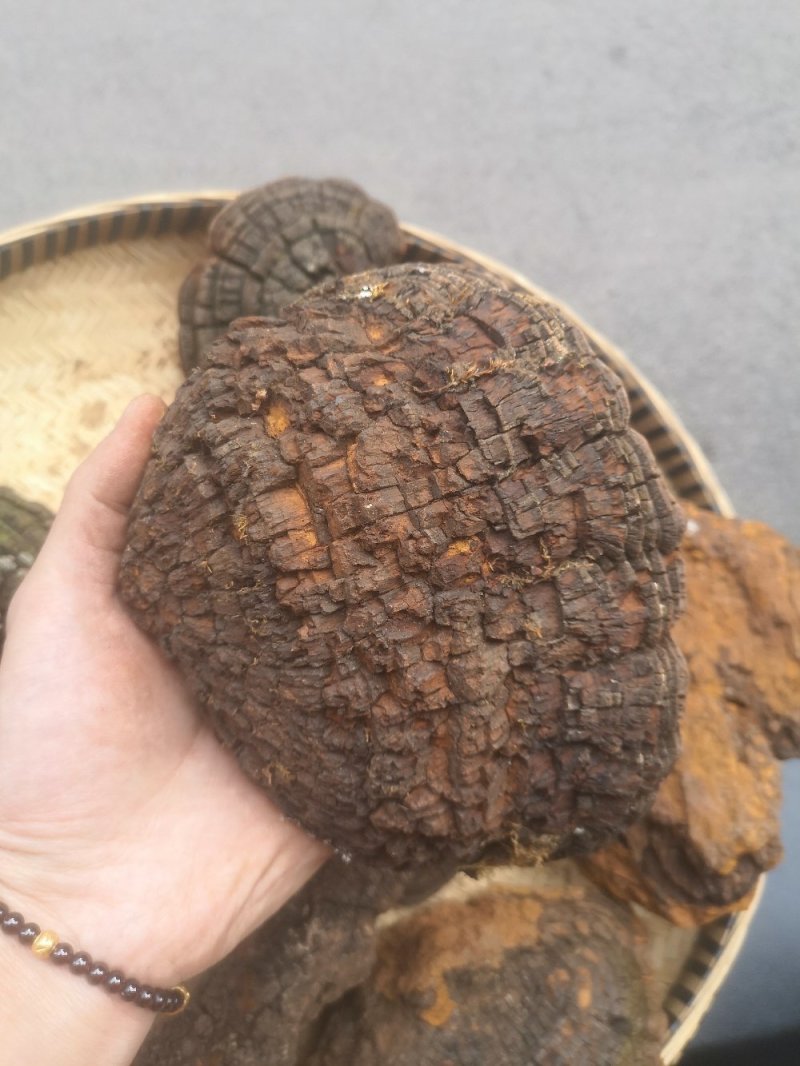 包邮桑黄产地西藏一手货源包邮保证全干新货纯野生
