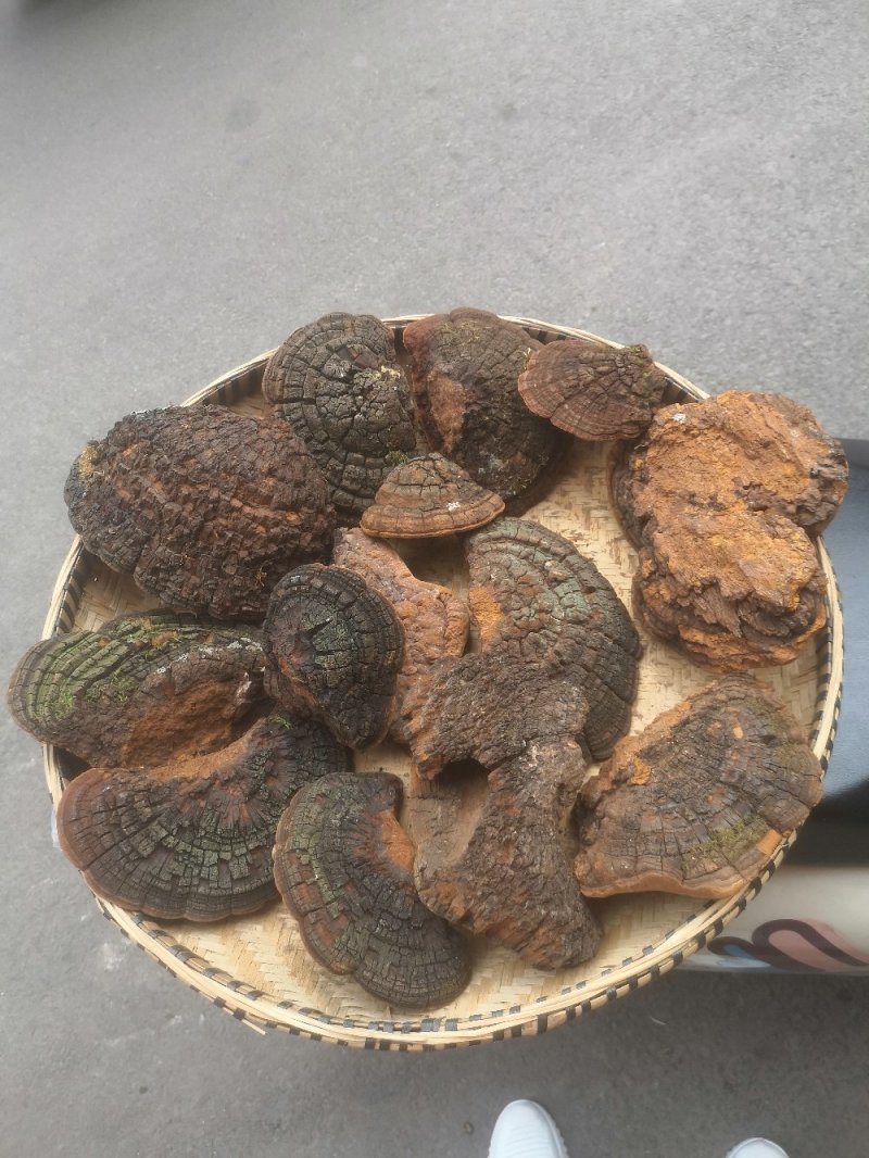 包邮桑黄产地西藏一手货源包邮保证全干新货纯野生