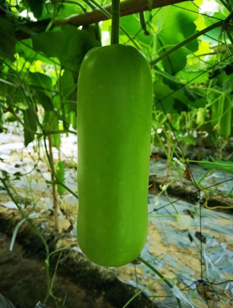 耐热抗病翠莹蒲瓜种子皮色油亮翠绿商品性佳