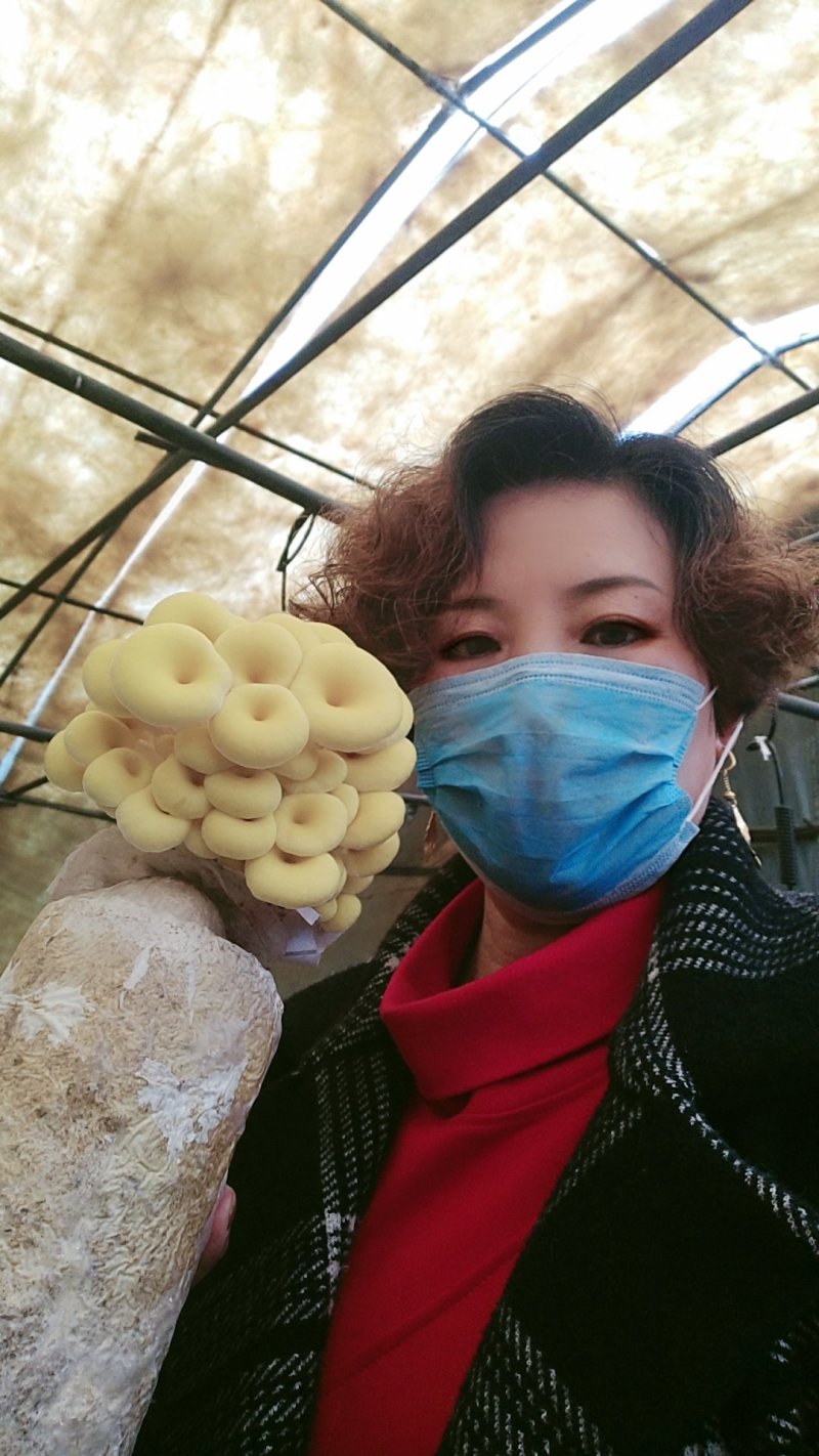 平菇菌棒