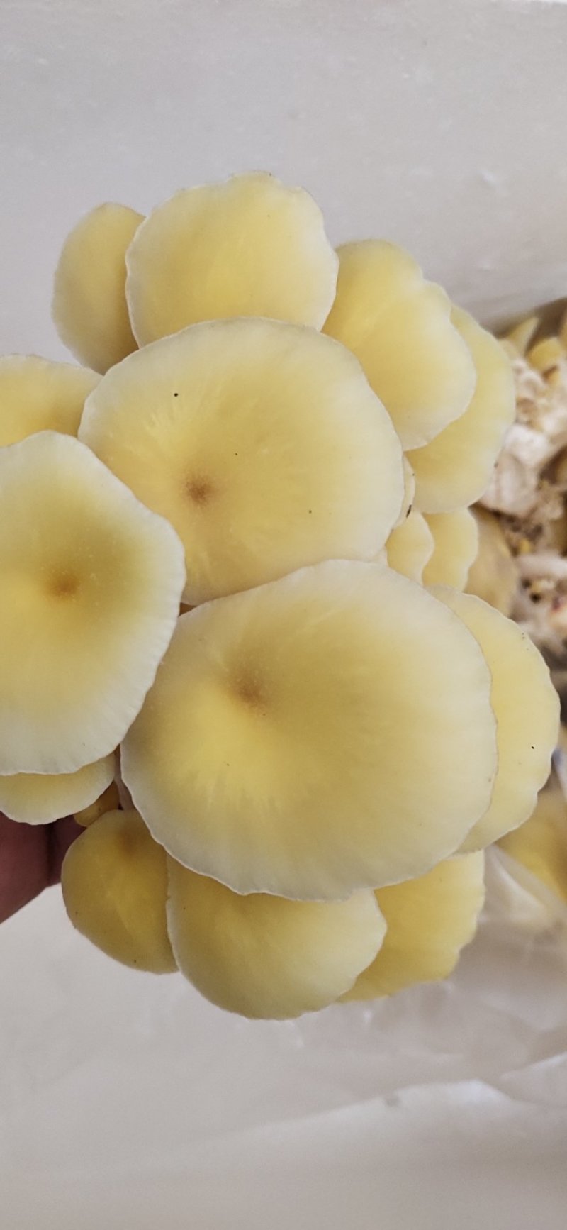 平菇菌棒