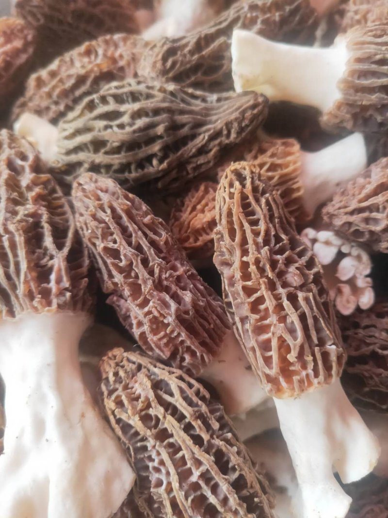 鲜羊肚菌，鲜羊肚女蘑，鲜羊肚菇。