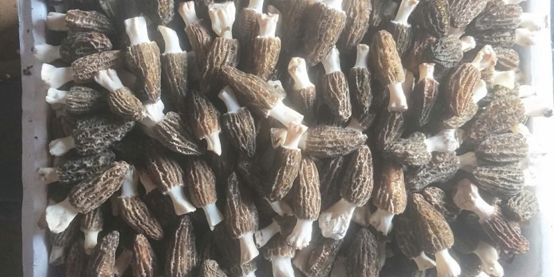 鲜羊肚菌，鲜羊肚女蘑，鲜羊肚菇。