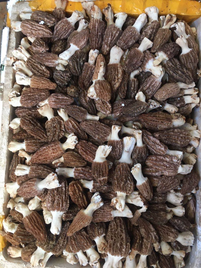 鲜羊肚菌，鲜羊肚女蘑，鲜羊肚菇。