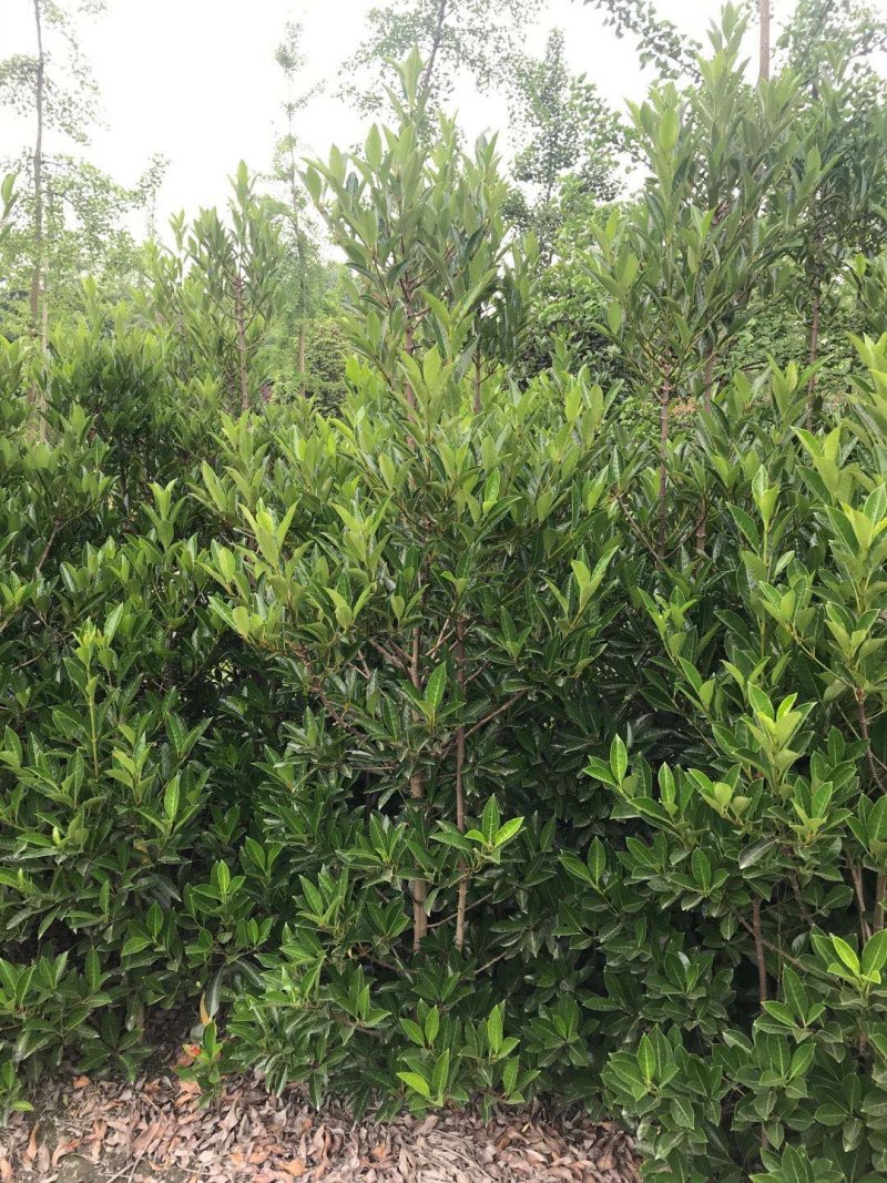 法国冬青，法国冬青种植基地，法国冬青批发