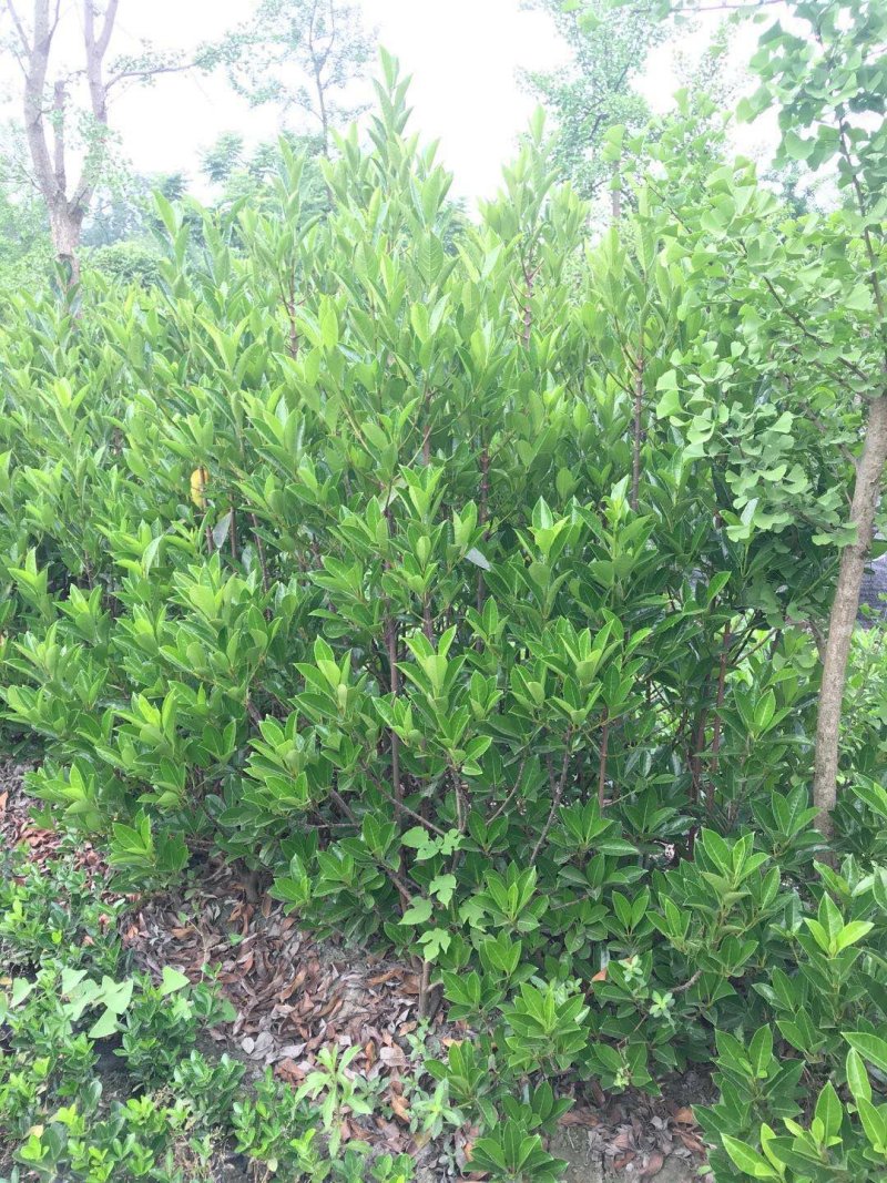 法国冬青，法国冬青种植基地，法国冬青批发
