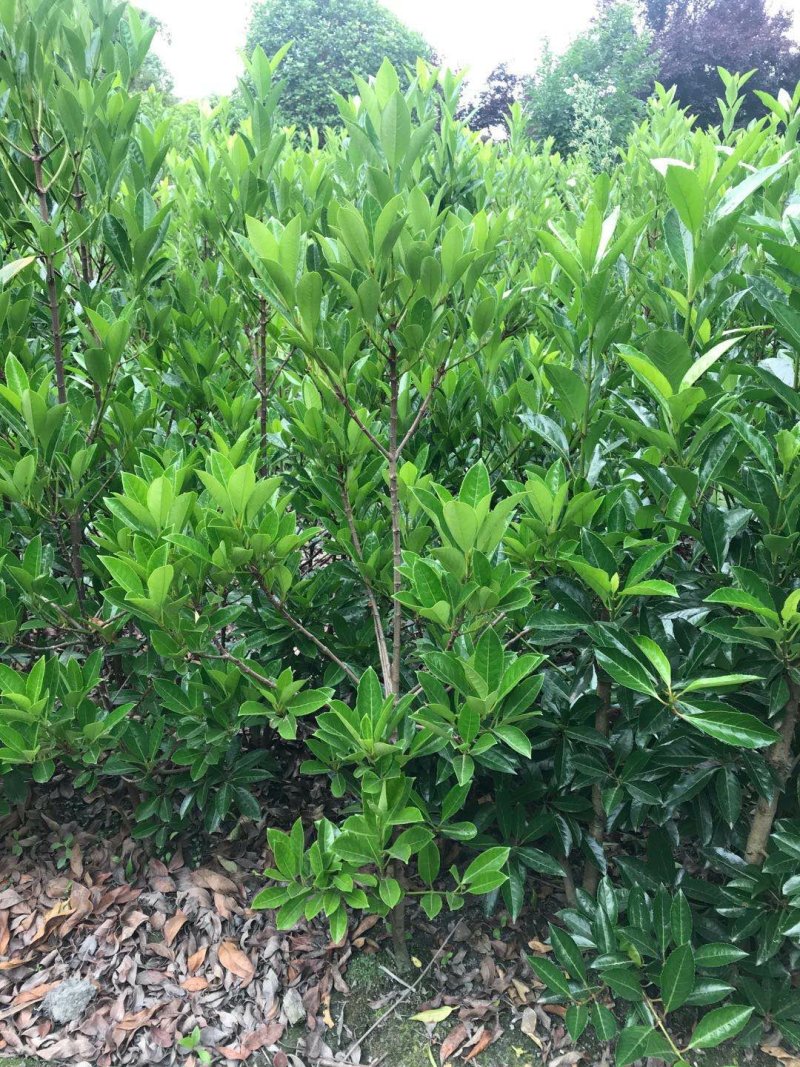 法国冬青，法国冬青种植基地，法国冬青批发