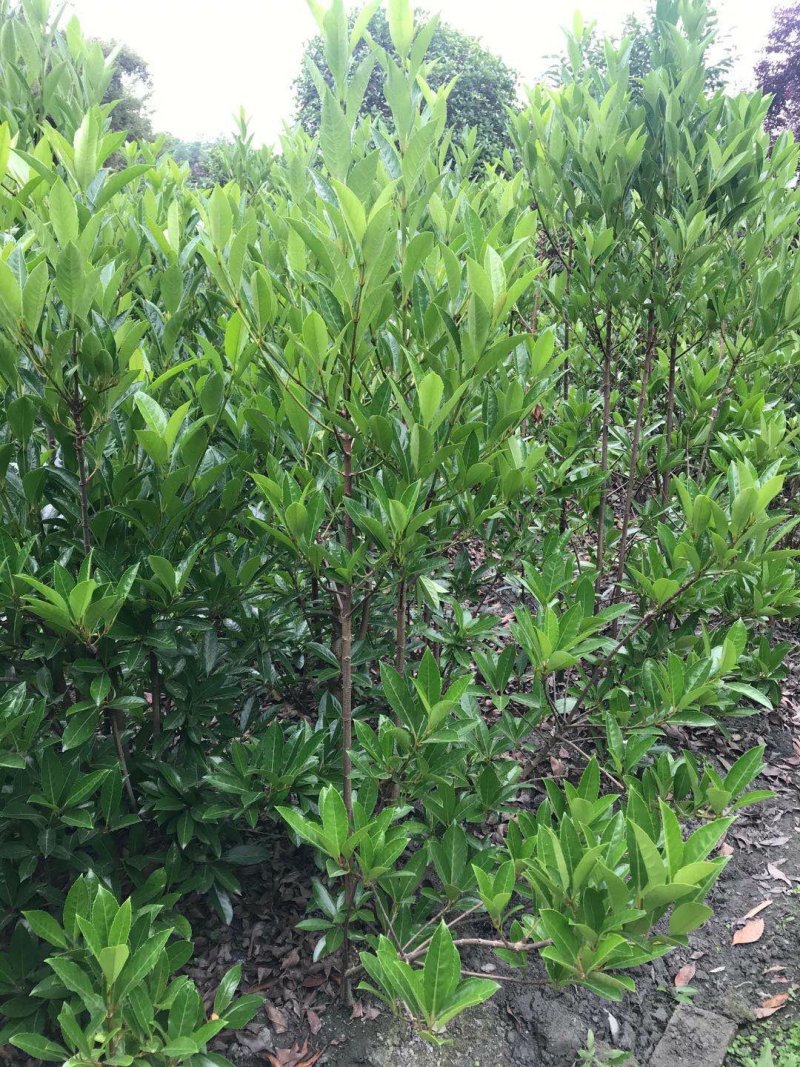 法国冬青，法国冬青种植基地，法国冬青批发