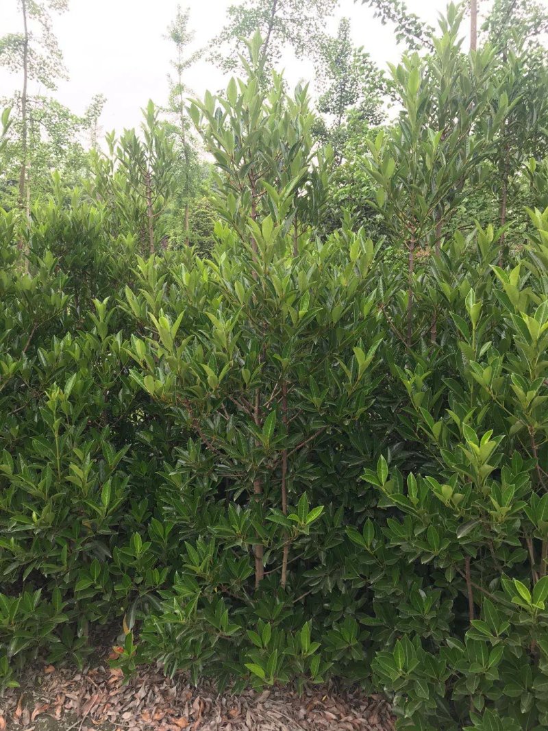 法国冬青，法国冬青种植基地，法国冬青批发