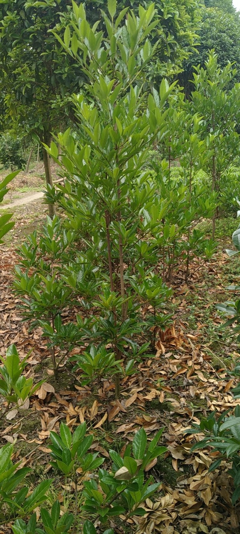 法国冬青，法国冬青种植基地，法国冬青批发