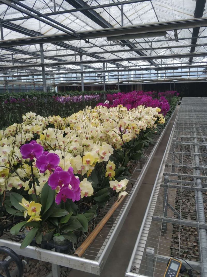 蝴蝶兰花花色艳丽，四季常开，阳台客厅