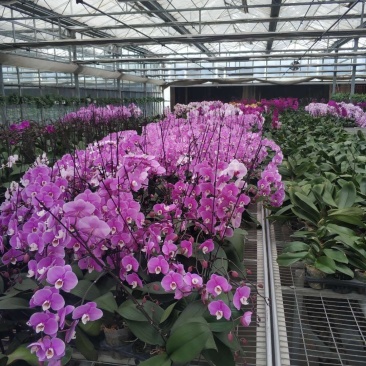 蝴蝶兰花花色艳丽，四季常开，阳台客厅